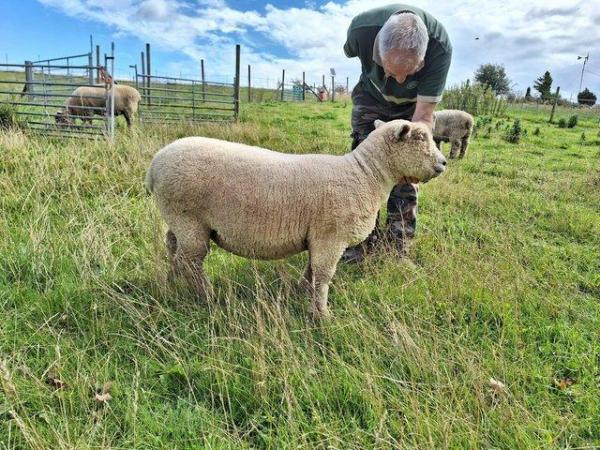 Image 1 of Southdown traditional ewes