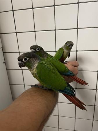 Image 4 of Hand Reared Baby Green Cheek Conures £280