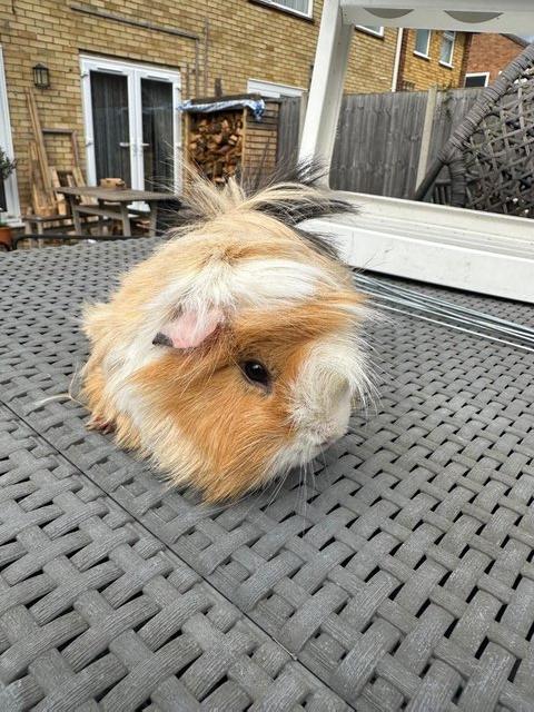 Preview of the first image of Lovely funky haired male guinea pig..