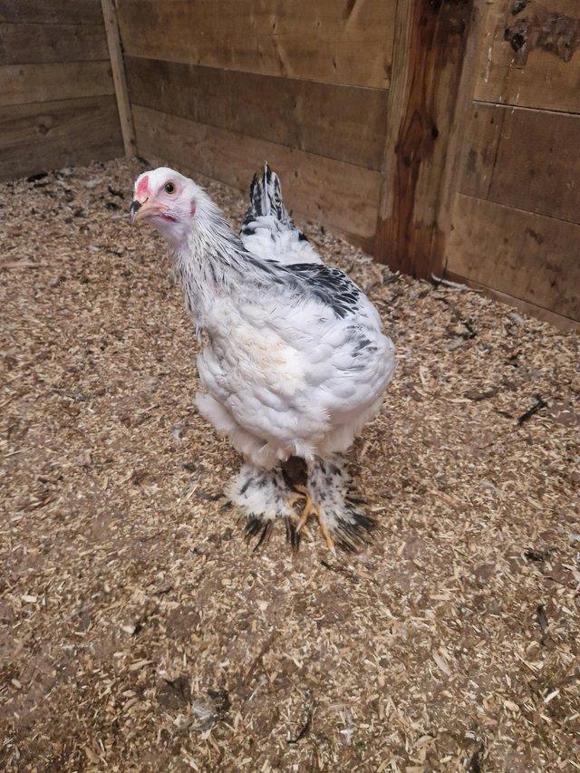Preview of the first image of Gorgeous brahma cockerel for sale approx 15 wks.