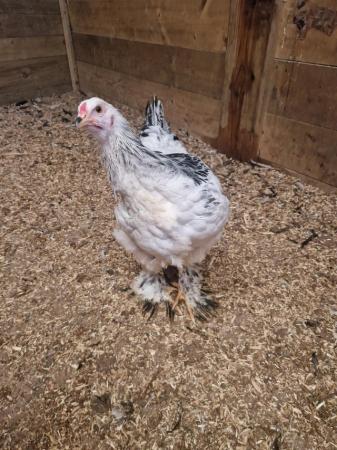 Image 1 of Gorgeous brahma cockerel for sale approx 15 wks