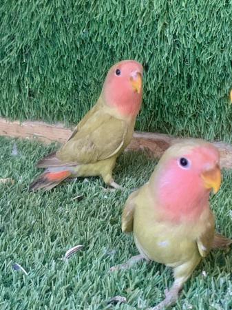Image 1 of Young Peach Faced Lovebirds PAIR