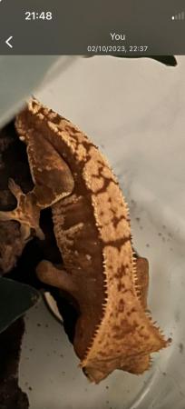 Image 8 of Flame Male Crested Gecko 35g