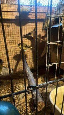 Image 5 of Here we have 2 siskins for sale
