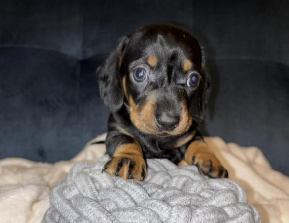 Image 12 of KC Registered Miniature Dachshund puppies.