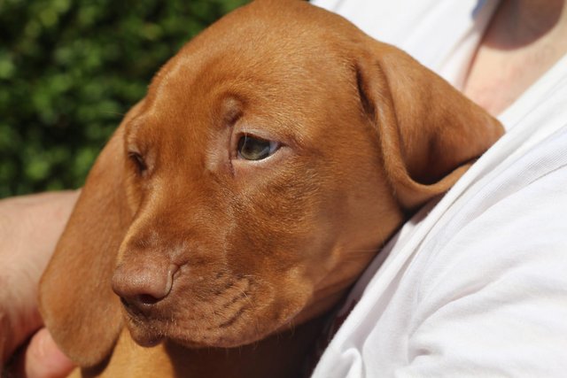 Image 8 of *READY TO LEAVE* KC Registered Hungarian Vizsla Puppies