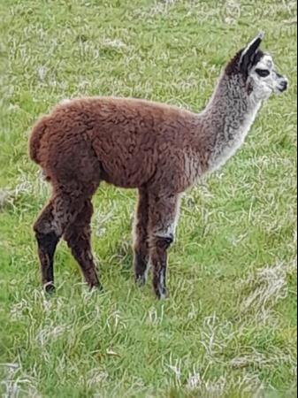 Image 1 of Alpaca breeding female and cria at foot, exceptional colours