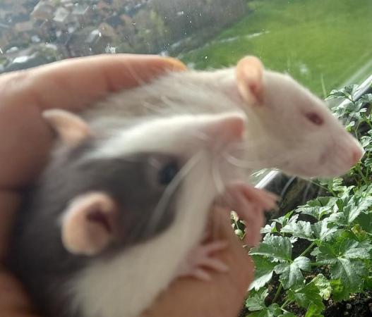 Image 4 of Young female rats ready for rehome (Glasgow)