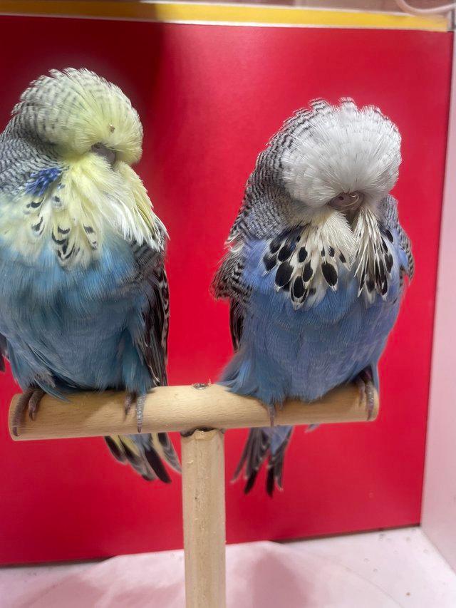 Preview of the first image of Exhibition baby budgies for sale.