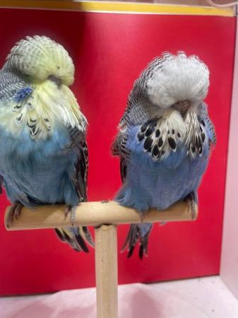 Image 1 of Exhibition baby budgies for sale