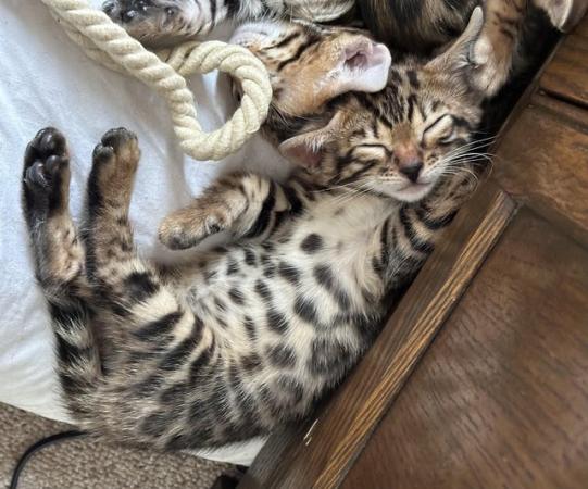 Image 22 of TICA registered bengal kittens for sale!??
