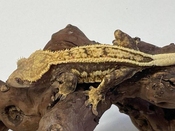 Image 8 of Female crested geckos 45-30grams