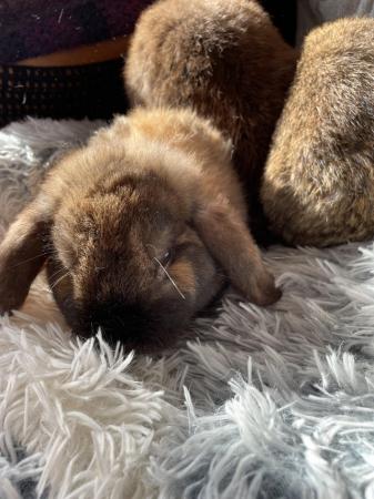 Image 5 of * Mini lop bunnies * girls and boys * ready now *
