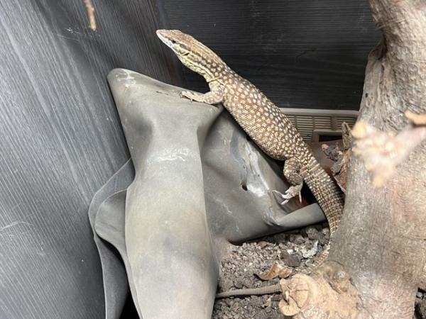 Image 5 of Female Ackie monitor for sale