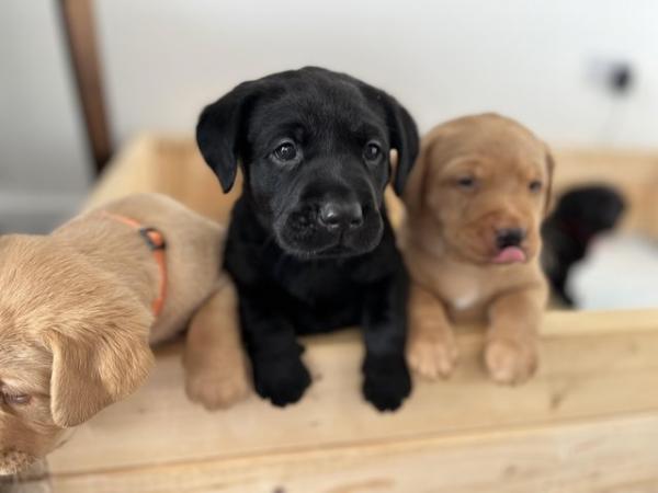 Image 10 of Litter of labrador puppies