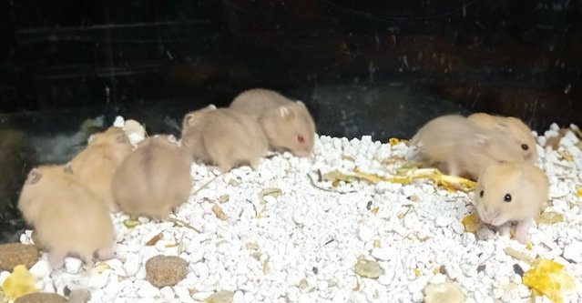 Image 5 of Baby Campbell's Hamsters