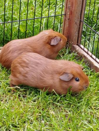 Image 3 of Guinea pigs (males and females)
