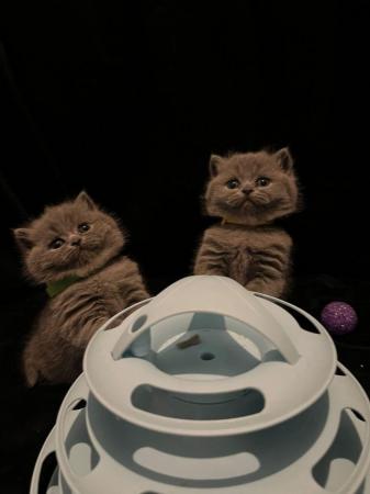 Image 4 of British Blue Female Kittens - ready 1st July
