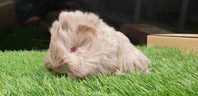 Image 2 of I have for sale sows and boar guinea pigs