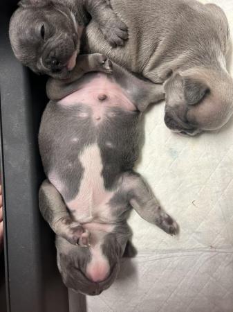 Image 8 of KC registered French Bulldogs