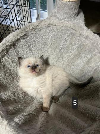 Image 7 of Adorable Ragdoll Kittens Ready in 1 weeks