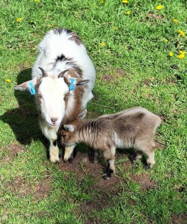Image 1 of Female pygmy goat with nanny kid