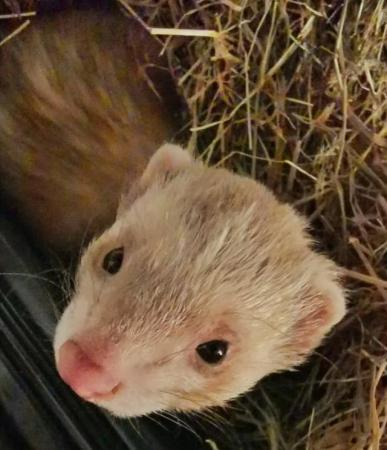 Image 1 of 3 Year Old Male Ferret Looking For a New Home