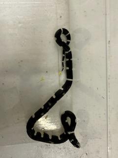 Image 6 of 6 week old Mexican king snakes Lampropeltis getula