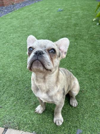 Image 5 of 7 month old French bulldog