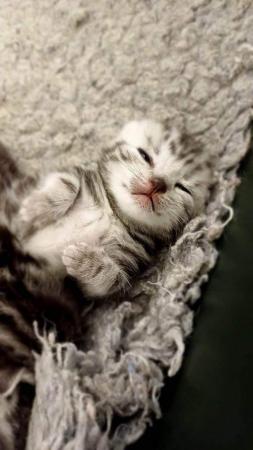 Image 3 of Pedigree British shorthair kittens