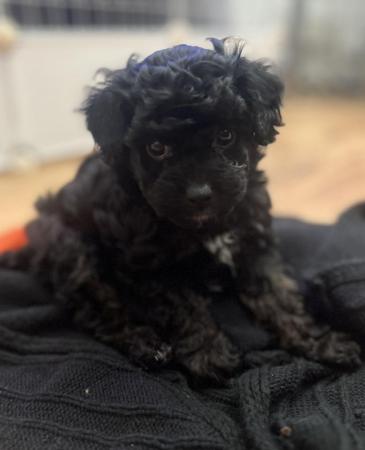 Image 1 of Poochon puppies for sale