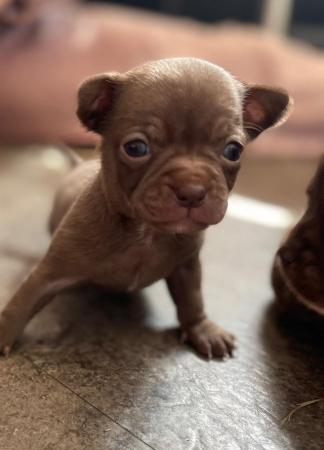 Image 5 of Chihuahua puppies for sale