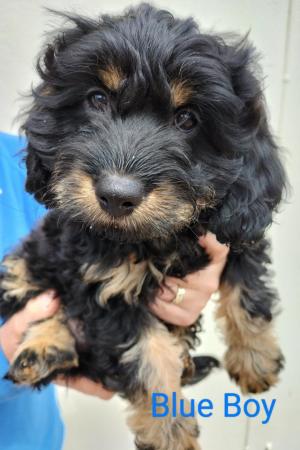Image 8 of ALL SOLD! Beautiful F1 Cavapoo Pups
