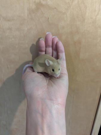 Image 3 of 6 Week old tame Mice. Pets or breeding