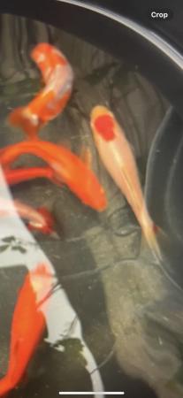 Image 1 of Rare wakin goldfish stunning