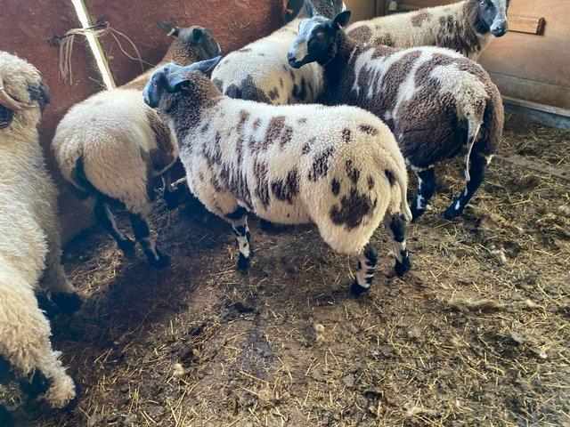 Preview of the first image of Pedigree Dutch Spotted ram lambs, 8 months old.