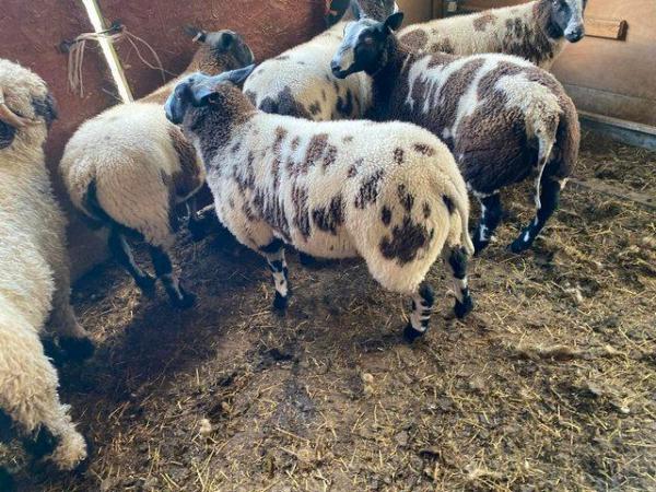 Image 1 of Pedigree Dutch Spotted ram lambs, 8 months old