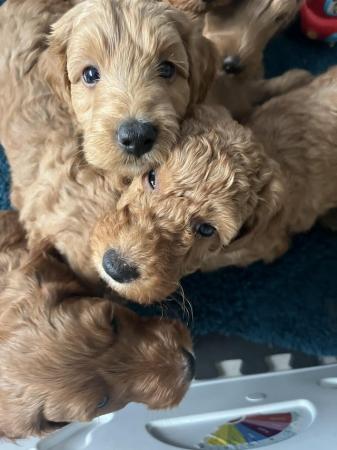 Image 5 of Irish doodle puppies, 8 weeks in just over a week