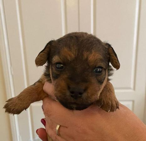Image 6 of Lakeland terrier puppies for sale