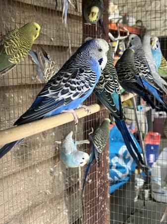 Image 2 of 25 Budgies various colours for sale