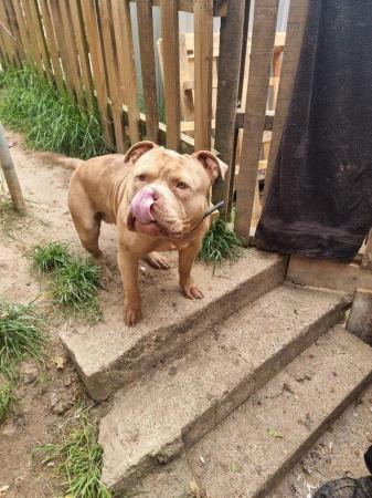 Image 1 of 2 yr old male American bully