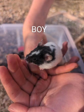 Image 14 of Friendly, baby Syrian hamsters