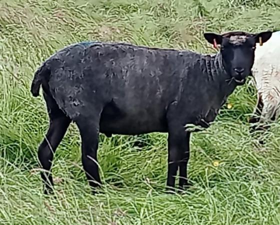 Image 4 of 2 x Gotland cross shearling ewes