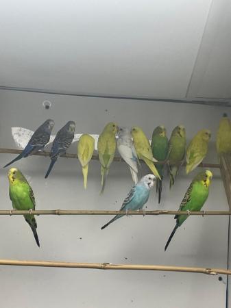 Image 1 of Various birds for sale from finch’s to parrots
