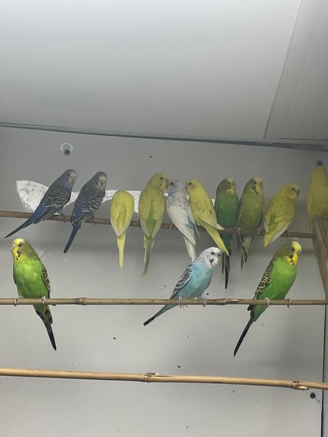 Preview of the first image of Various birds for sale from finch’s to parrots.