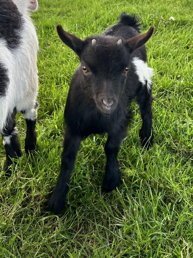 Preview of the first image of Two Female Pygmy kid goats.