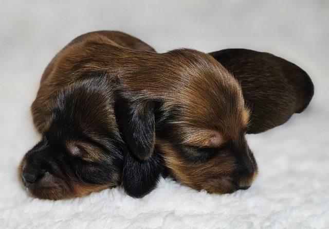 Image 2 of Outstanding Mini Long Haired Dachshunds