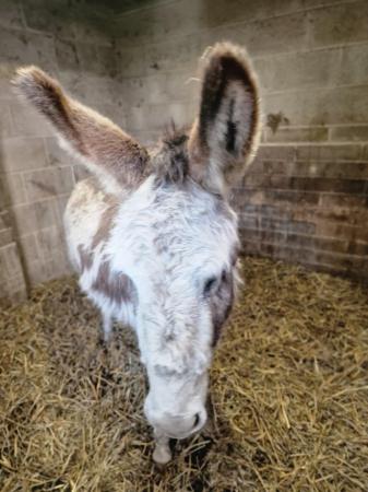 Image 1 of Apple Jack donkey available for stud 11.1hh