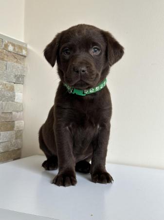 Image 23 of *SOLD*KC Registered Chocolate Labrador Retriever puppies