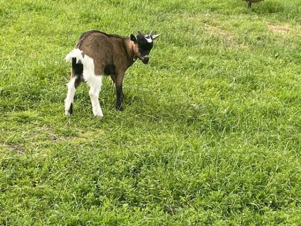 Image 2 of Pigmy goat kid billy entire